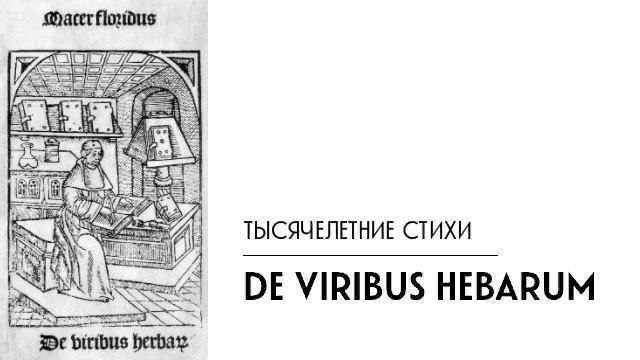 Лечебные свойства мальвы в древней медицине