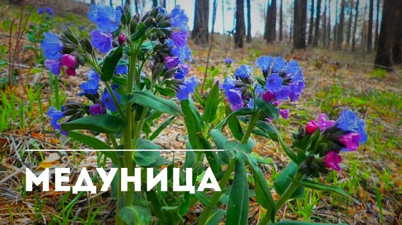 Целебные свойства медуницы: природное средство для дыхательной системы