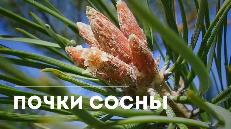 Лечебные свойства сосновых почек и способы их заготовки