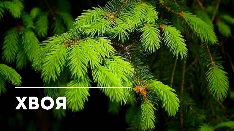 Полезные свойства еловых побегов и их историческое значение