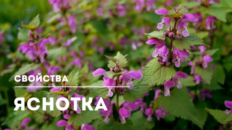 Польза яснотки пурпурной: натуральное средство для здоровья и красоты