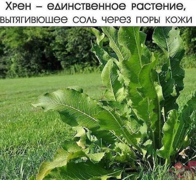 Полезные свойства хрена и способы применения