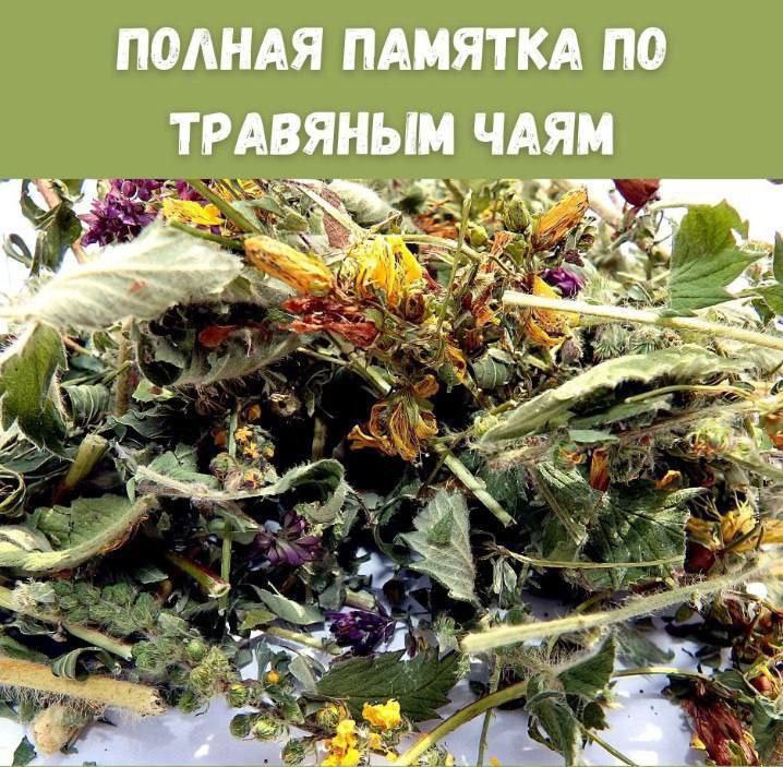 Польза травяных чаёв: виды и преимущества