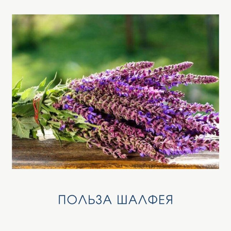 Преимущества шалфея для здоровья