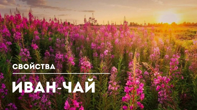 Целебные свойства кипрея и иван-чая: традиционные знания и современное использование
