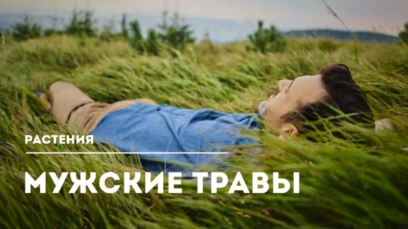 Лучшие растения для усиления мужской силы