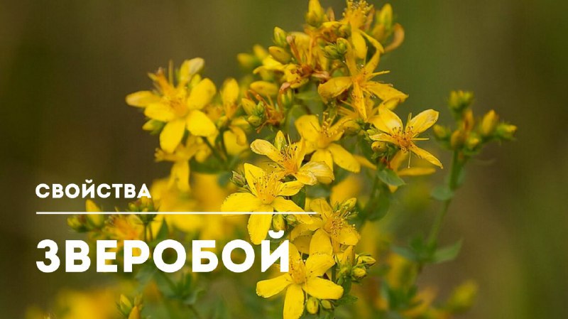 Зверобой: универсальная лечебная трава и ее свойства