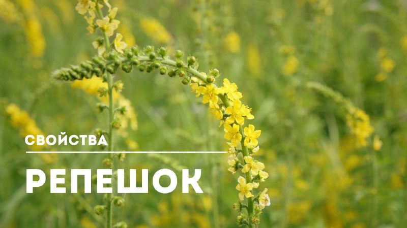 Целебные свойства репешка: натуральное лечение и укрепление организма