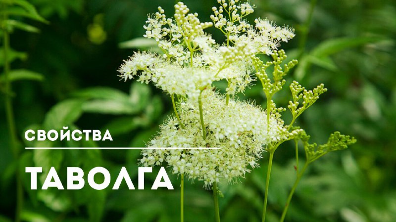 Таволга: универсальное лечебное растение с множеством полезных свойств