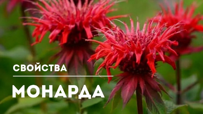 Лечебные свойства и применение монарды двойчатой