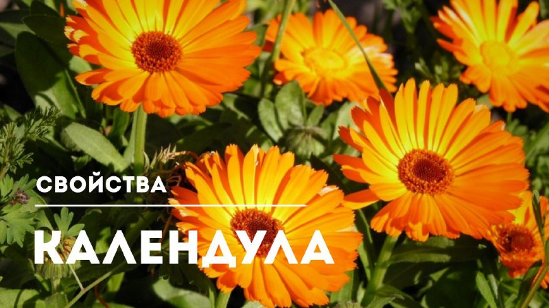 Область применения календулы и её польза