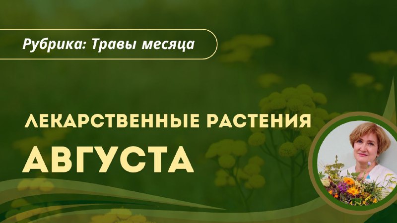 Лекарственные растения августа: сбор и правила заготовки
