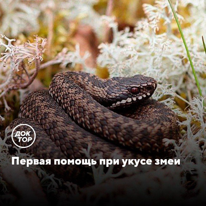 Что делать при укусе гадюки: советы и предостережения