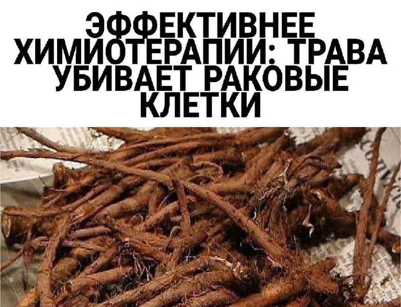 Натуральные средства для здоровья: чай и кофе из одуванчика, способные бороться с раком