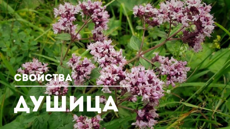 Целебные свойства душицы: применение и рекомендации