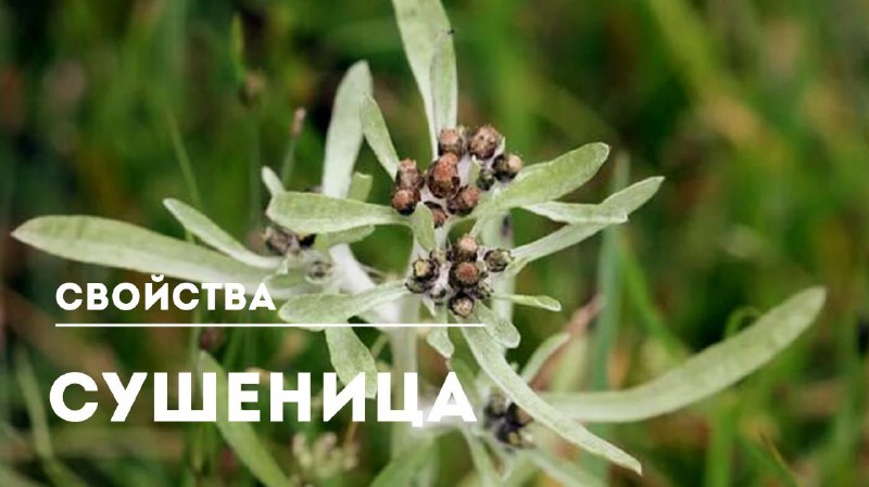 Сушеница: природное средство против гипертонии и её полезные свойства