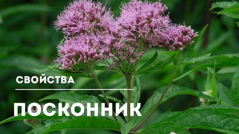 Лечебные свойства посконника коноплевидного: природный универсал для здоровья