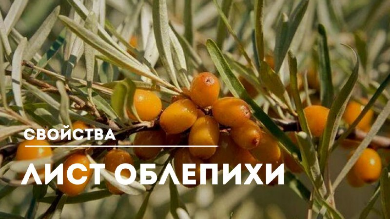 Лист облепихи как естественная защита от вирусов