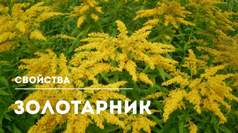 Целительные свойства золотарника канадского
