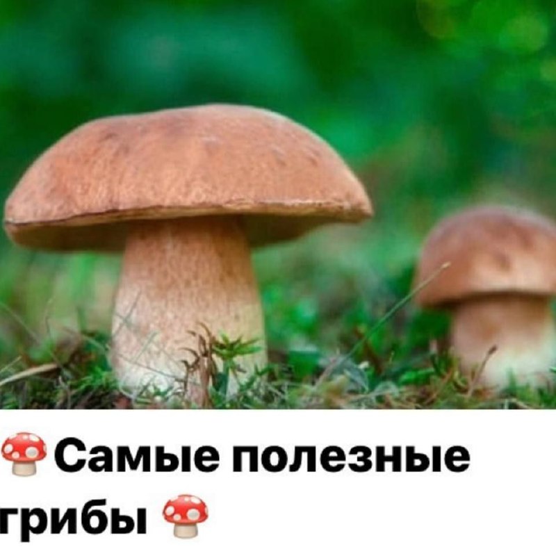 Самые полезные виды грибов для здоровья человека