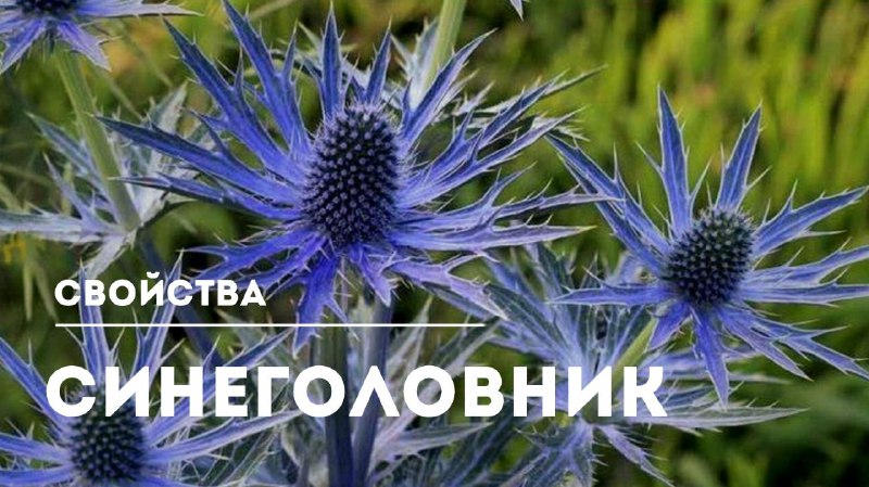 Целебные свойства синеголовника: применение и рекомендации