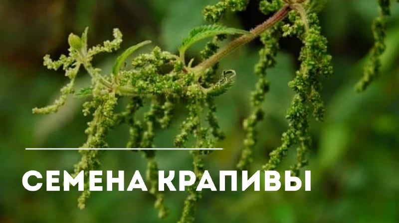 Крапивные семена: забытый суперпродукт для укрепления здоровья и долголетия