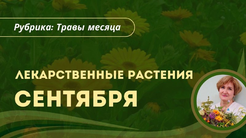Планирование сбора и использования лекарственных растений в сентябре