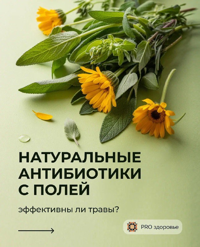Польза и особенности применения аптечных трав