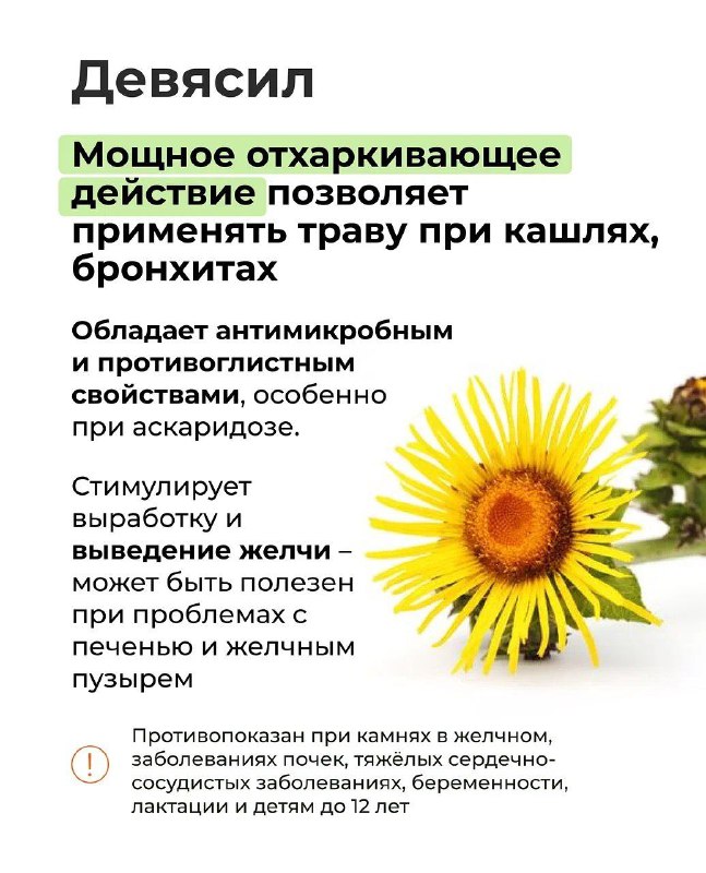 Польза и особенности применения аптечных трав Польза и особенности применения аптечных трав