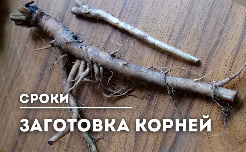 Определение оптимальных сроков заготовки корней растений