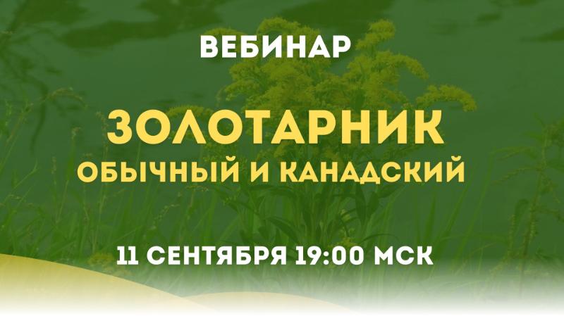 Информация о встрече по свойствам золотарника и участии в клубе