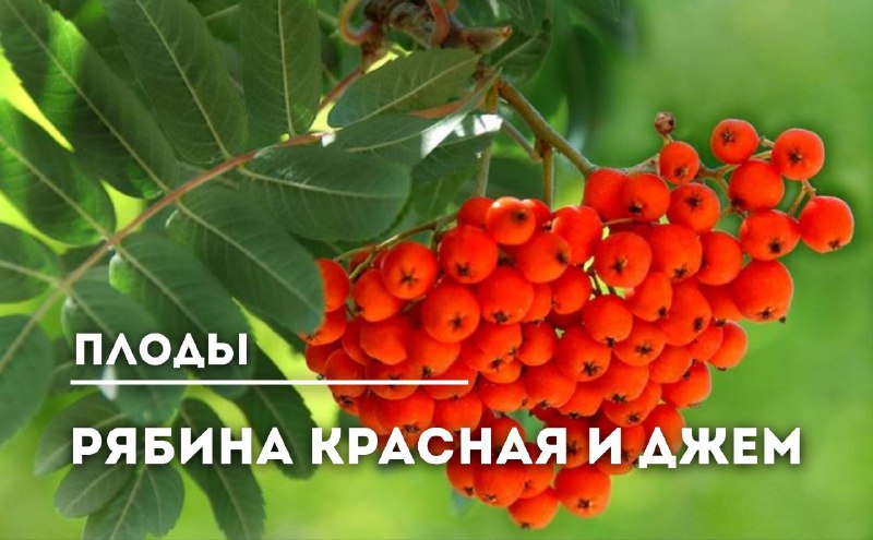 Рябина обыкновенная: польза, применение и рецепты заготовок