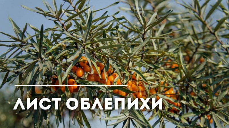 Ценные свойства листьев облепихи для здоровья