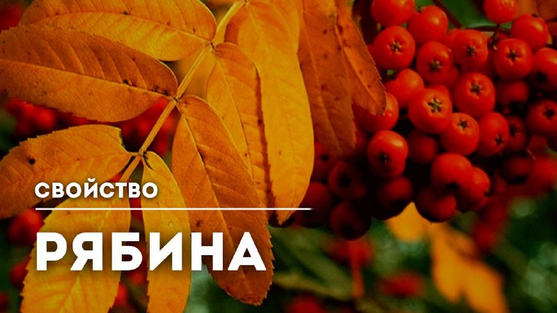 Польза рябины для печени и желчевыводящих путей