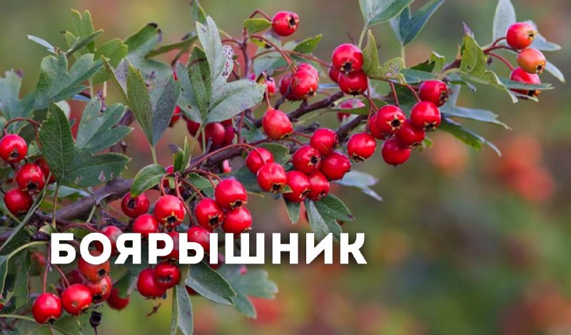 Боярышник: натуральное средство для сердечно-сосудистой системы