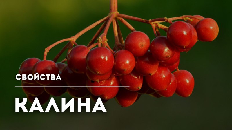 Лечебные свойства калины и ее применение в народной медицине