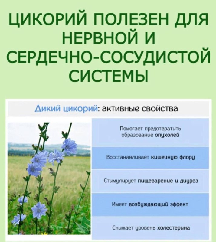 Цикорий: полезные свойства для нервной и сердечно-сосудистой систем Цикорий: полезные свойства для нервной и сердечно-сосудистой систем