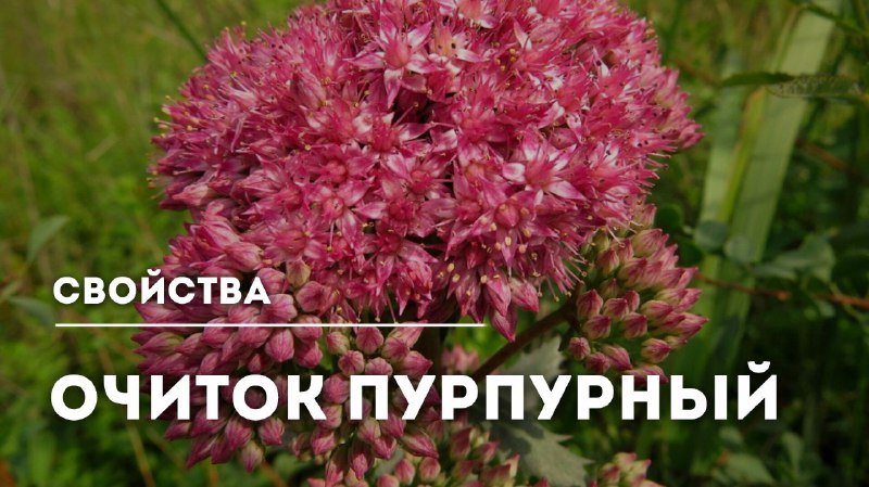 Целебные свойства очитка пурпурного: применение, противопоказания и рецепты