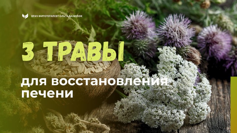 Три природных средства для восстановления печени после лета Три природных средства для восстановления печени после лета