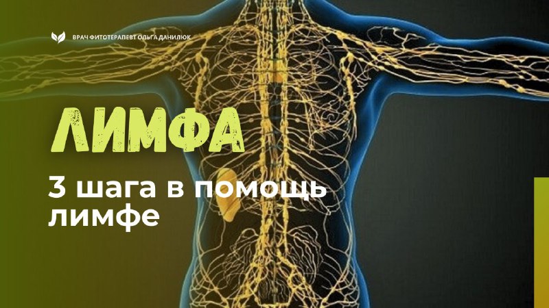 Значение лимфатической системы и способы ее поддержки для укрепления иммунитета