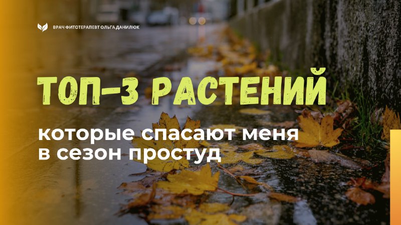 Мои топ-3 растения для борьбы с простудой в осенне-зимний период