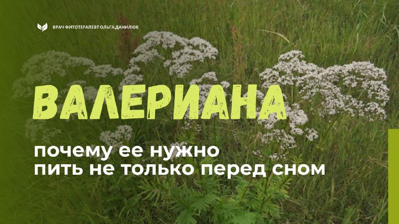Почему валериану следует принимать не только перед сном: раскрываем её потенциал