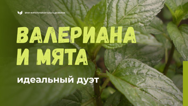 Гармония расслабления: сочетание валерианы и мяты для улучшения сна