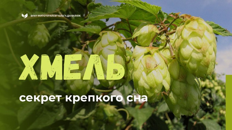 Тайна крепкого сна: как шишки хмеля помогают восстановить ночной отдых