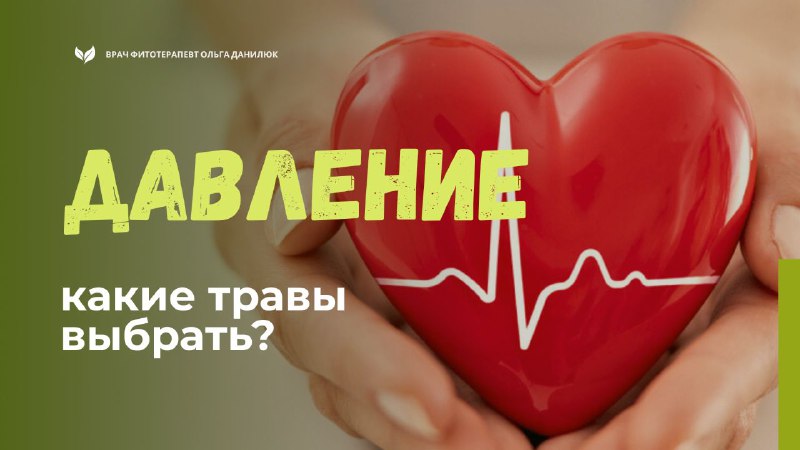 Травы для нормализации давления: какие выбрать? Травы для нормализации давления: какие выбрать?