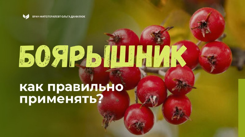 Преимущества боярышника для сердечно-сосудистой системы