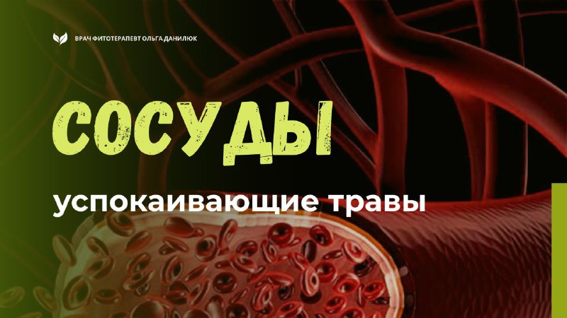 Травяные средства для поддержания здоровья сосудов и снятия стресса