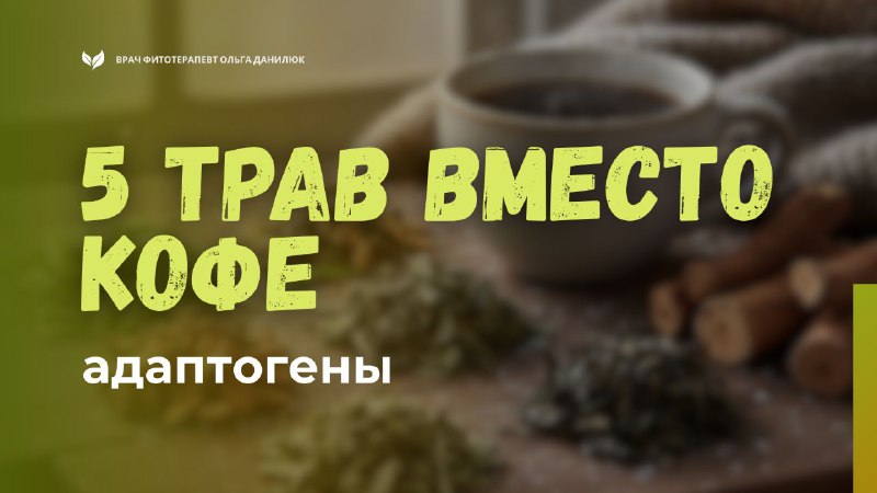 Замена утреннего кофе: травы-адаптогены для повышения энергии и стойкости
