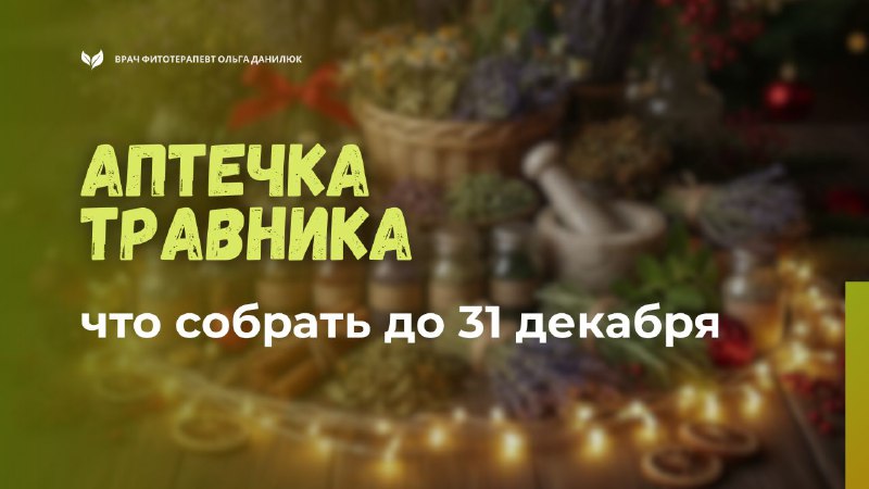 Готовим травяную аптечку к Новому году: что взять с собой до 31 декабря