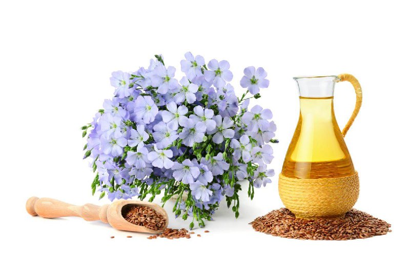 Польза льна для здоровья и красоты